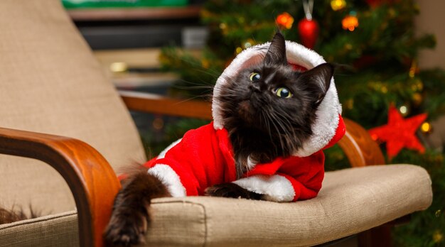 Ritratto festivo del gatto nero in costume di Babbo Natale sulla poltrona sullo sfondo dell'albero di Natale
