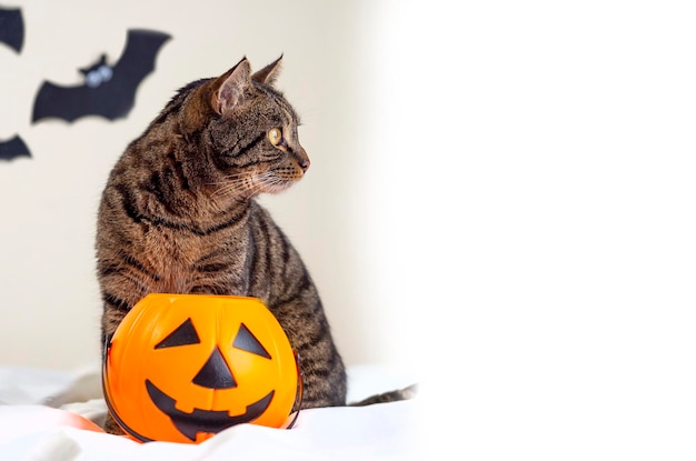 Ritratto Gatto a strisce con un cesto di zucca Animali divertenti per le vacanze di Halloween