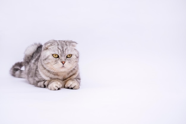 Ritratto Gatto Scottish Fold di razza pura su uno sfondo bianco con spazio di copia Banner con posto per il testo Negozio per animali Sfondo grigio Simpatici animali