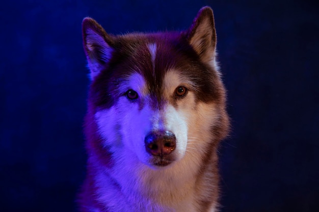 Ritratto husky della testa di un lupo su sfondo nero