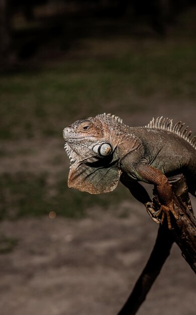 Ritratto Iguana verde caraibica