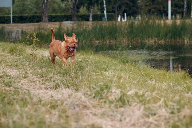 Ritratto in esecuzione Dogue de Bordeaux. Cane mastino animale domestico.