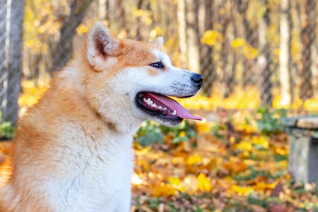 Ritratto in primo piano di profilo di un cane Akita