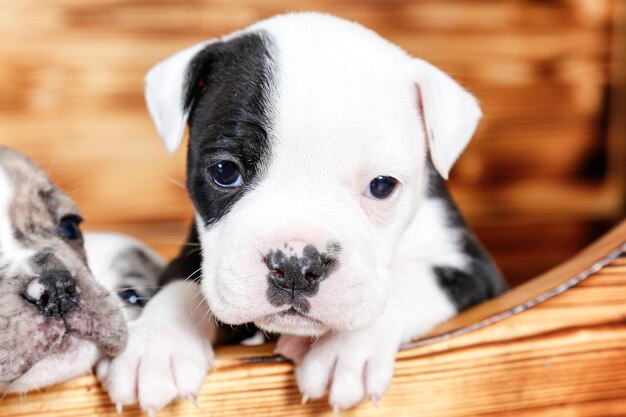 Ritratto in primo piano di un cucciolo di bulldog inglese in una scatola di legno