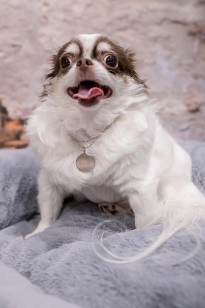 Ritratto in primo piano di un piccolo cucciolo di cane chihuahua mini beige divertente Studio shot di un adorabile cucciolo di Chihuahua in piedi su sfondo grigio e bianco