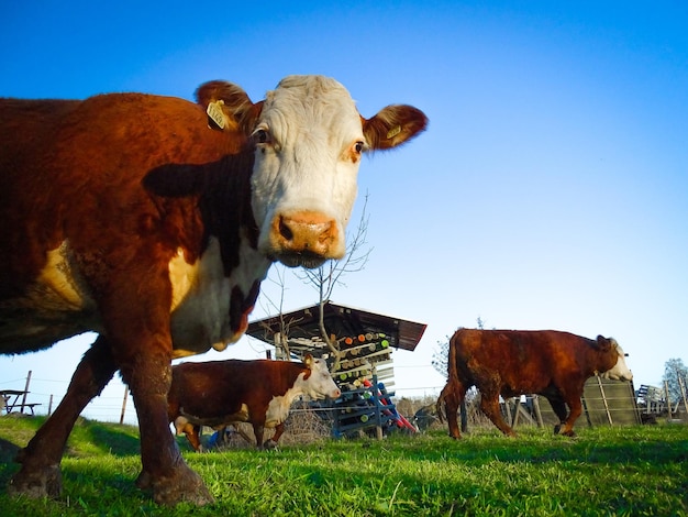 Ritratto in primo piano di una mucca contro il cielo blu