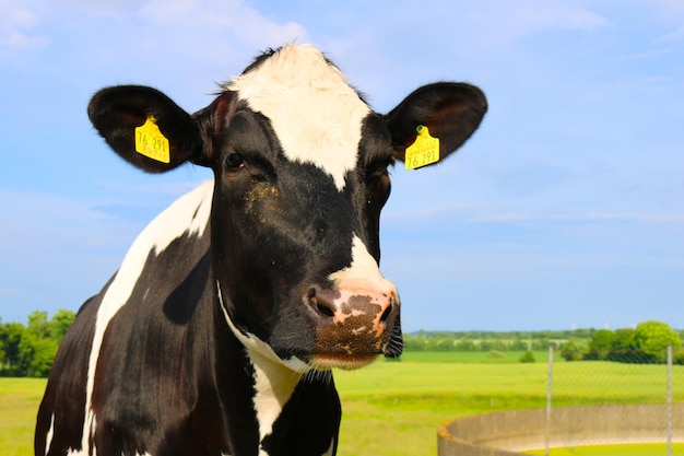 Ritratto in primo piano di una mucca contro il cielo