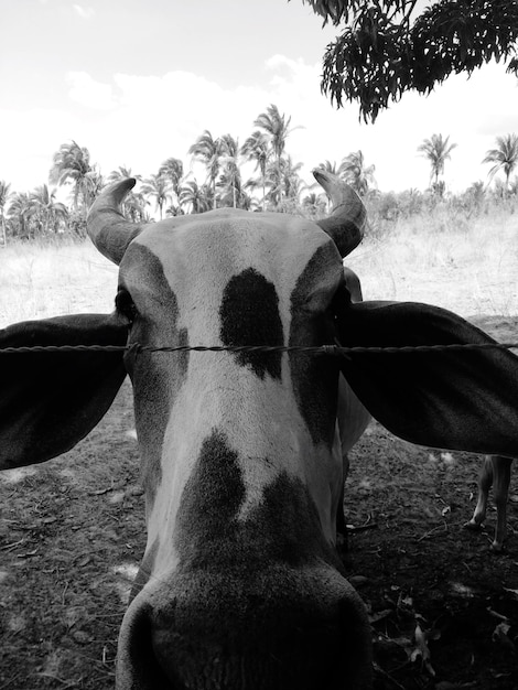 Ritratto in primo piano di una mucca sul campo contro il cielo