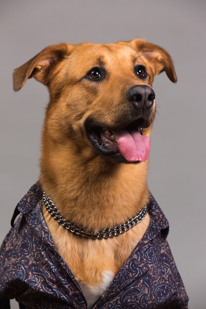 Ritratto in studio di grande cane mingrel indossando camicia da uomo che guarda l'obbiettivo e seduto, su grigio