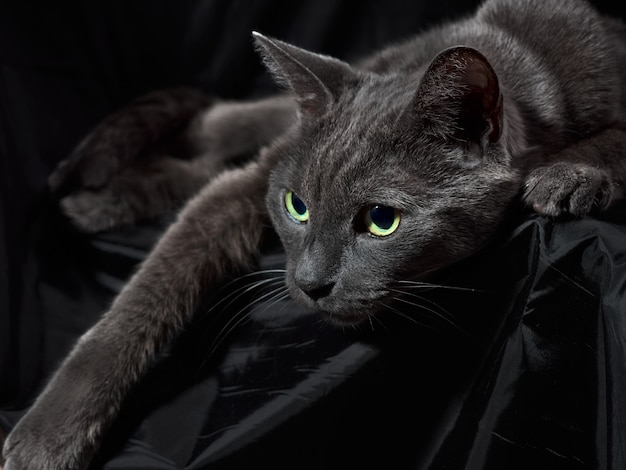 Ritratto in studio di rilassante gatto grigio scuro su sfondo scuro in chiave di basso