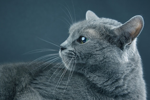 Ritratto in studio di un bellissimo gatto grigio su sfondo scuro. animale domestico mammifero predatore animale