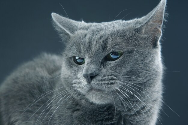 Ritratto in studio di un bellissimo gatto grigio su sfondo scuro. animale domestico mammifero predatore animale