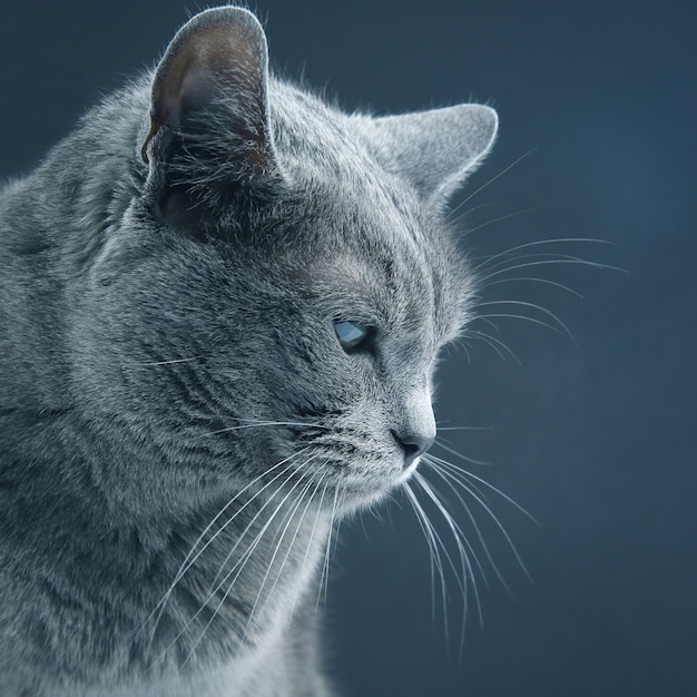 Ritratto in studio di un bellissimo gatto grigio sulla parete scura. animale domestico mammifero predatore animale