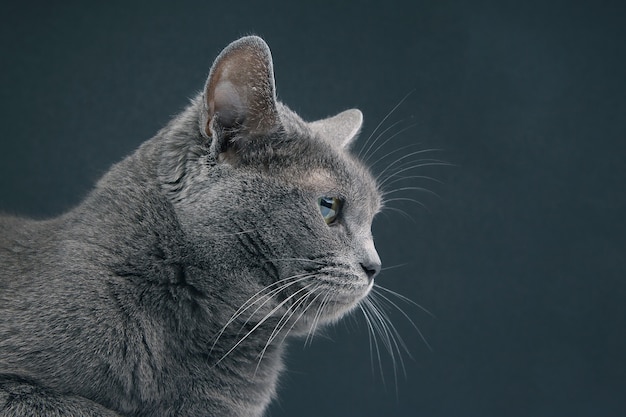 Ritratto in studio di un bellissimo gatto grigio sulla parete scura. animale domestico mammifero predatore animale