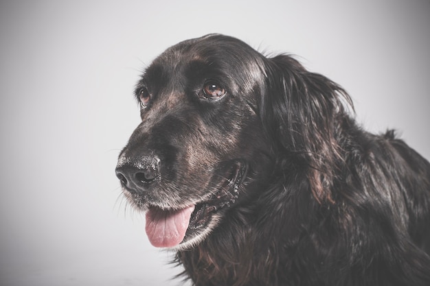 Ritratto in studio di un espressivo cane setter inglese nero su sfondo bianco