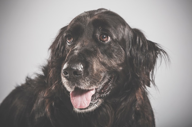 Ritratto in studio di un espressivo cane setter inglese nero su sfondo bianco