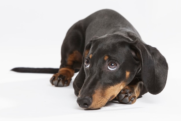 Ritratto in studio di un espressivo cane Teckel su sfondo bianco