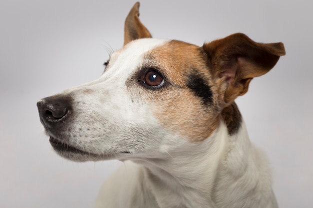 Ritratto in studio di un espressivo Jack Russell Terrier cane su sfondo bianco