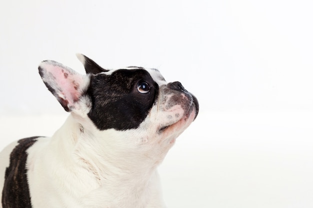 Ritratto in studio di un simpatico bulldog