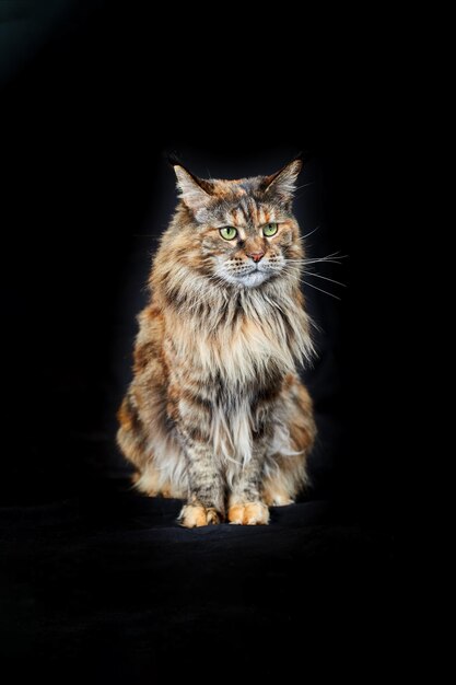 Ritratto in studio Maine Coon cat Gatto con lunghi baffi e nappe sulle orecchie su sfondo nero