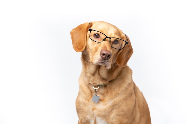 Ritratto in studio orizzontale di un retriever labrador che indossa occhiali trasparenti e che sembra serio su uno sfondo bianco