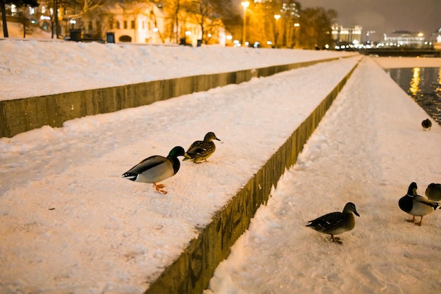 Ritratto invernale di anatra in un parco pubblico invernale gli uccelli di anatra sono in piedi o seduti nella neve migra