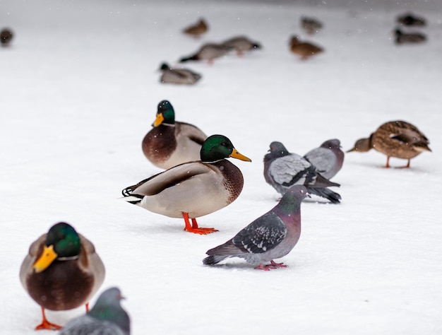 Ritratto invernale di un'anatra in un parco pubblico invernale. Gli uccelli d'anatra sono in piedi o seduti nella neve. Migrazione degli uccelli. Anatre e piccioni nel parco aspettano il cibo dalle persone.