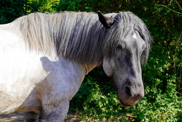 Ritratto laterale del bellissimo cavallo grigio all'aperto