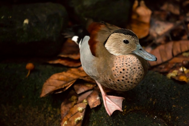 Ritratto laterale di un'anatra selvatica