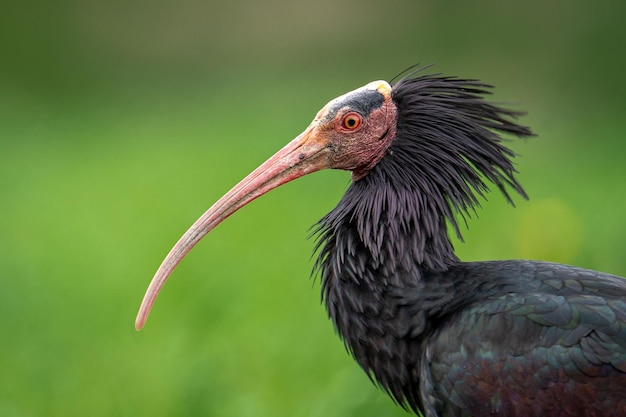 Ritratto laterale di un ibis calvo settentrionale con sfondo verde sfocato