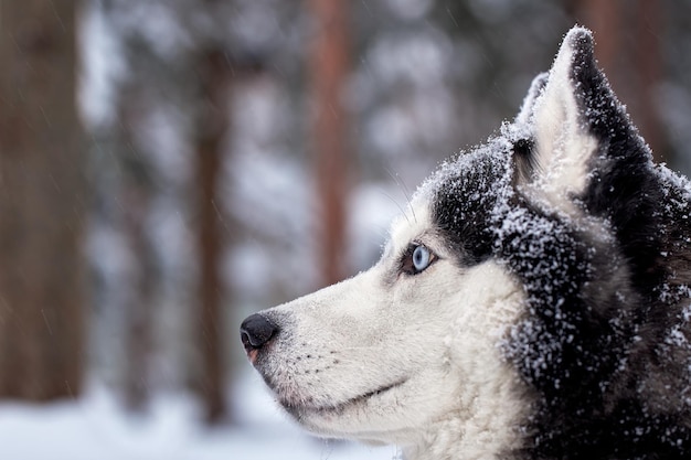 Ritratto magnifico cane husky siberiano con occhi azzurri Cane husky nella foresta invernale si trova sulla neve Primo piano Copia spazio vista laterale