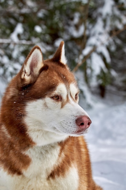 Ritratto marrone cane Siberian Husky sullo sfondo della foresta innevata invernale Vista frontale