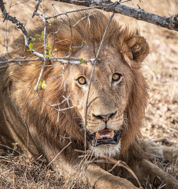 Ritratto maschio del primo piano del leone Panthera Leo