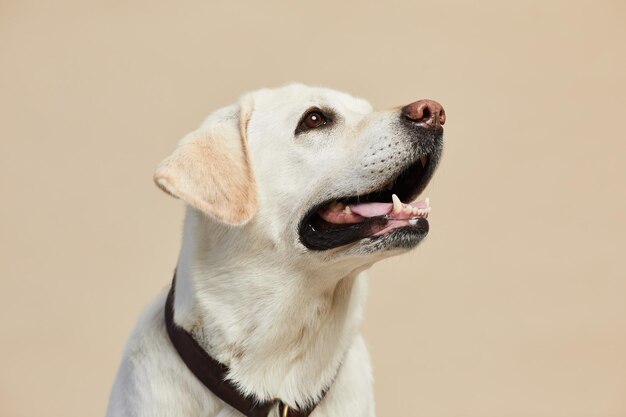 Ritratto minimo del cane labrador bianco che cerca sullo spazio della copia del fondo beige neutro