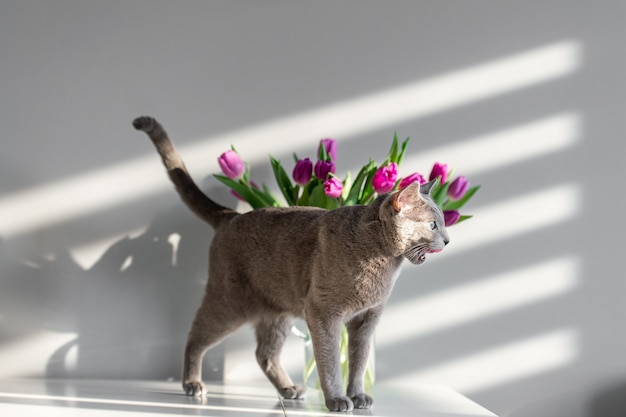 Ritratto molle del fuoco del gatto blu russo di razza allegro e attivo che posa sulla tavola con il booquet dei tulipani in vaso di vetro. Tempo libero bellissimo gattino domestico. Gattino divertente con fiori dietro il muro