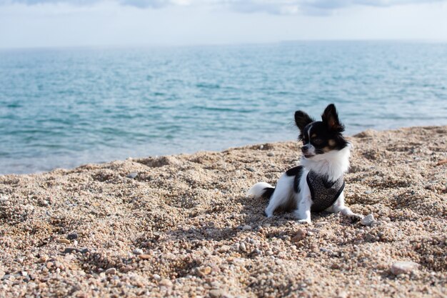 Ritratto piccolo cane chihuahua che riposa sulla riva della spiaggia durante la stagione estiva