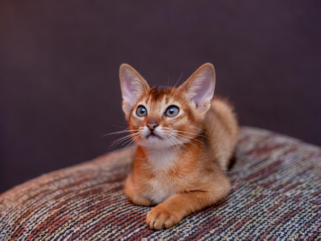 Ritratto piccolo gattino abissino con orecchie grandi Bellissimo gatto a pelo corto di razza Felice adorabile animale domestico