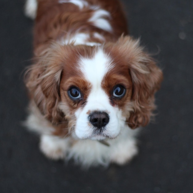Ritratto ravvicinato del Cavalier King Charles Spaniel