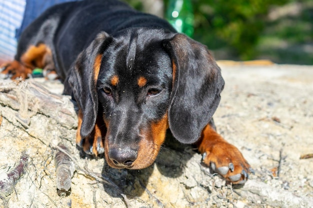 Ritratto ravvicinato del cucciolo di bassotto