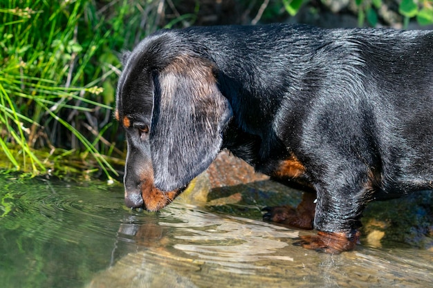 Ritratto ravvicinato del cucciolo di bassotto