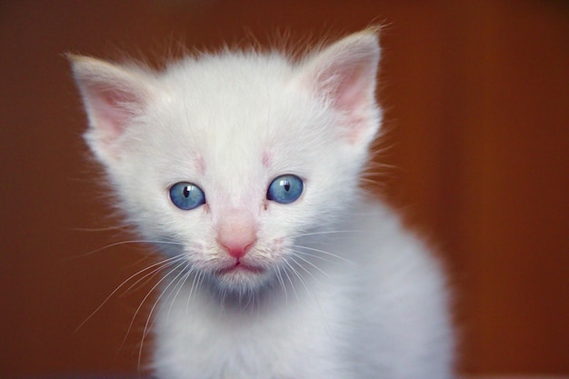 Ritratto ravvicinato del gattino