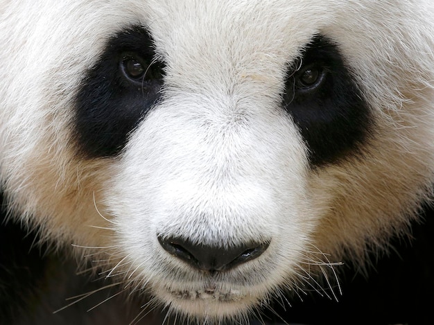 Ritratto ravvicinato del panda