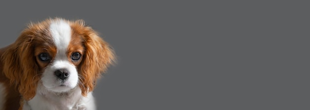 Ritratto ravvicinato del simpatico cucciolo di cane banner Cavalier King Charles Spaniel Blenheim