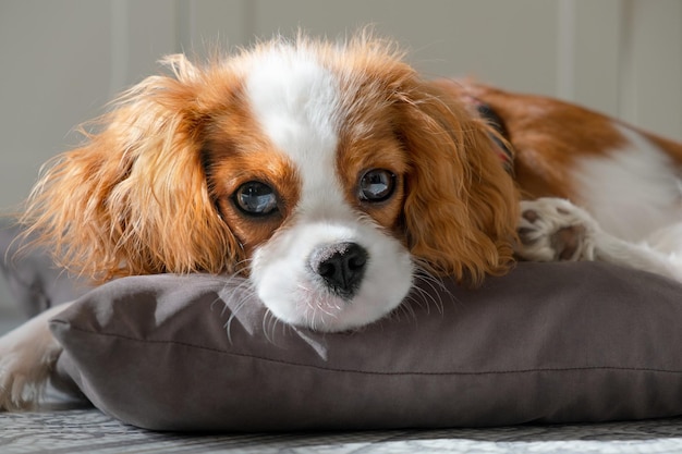 Ritratto ravvicinato del simpatico cucciolo di cane Cavalier King Charles Spaniel Blenheim