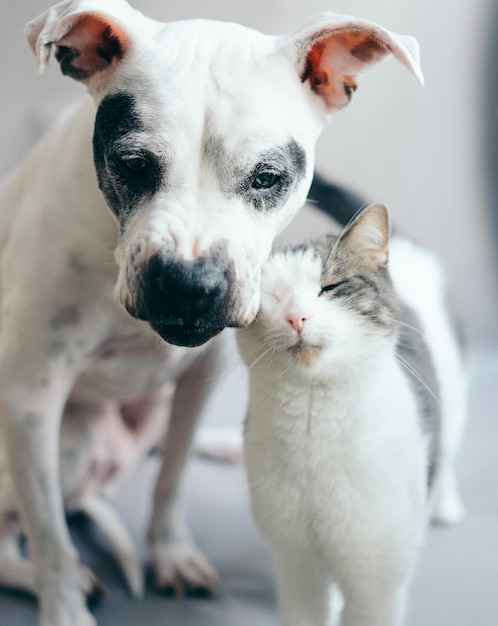 Ritratto ravvicinato di cane e gatto a casa