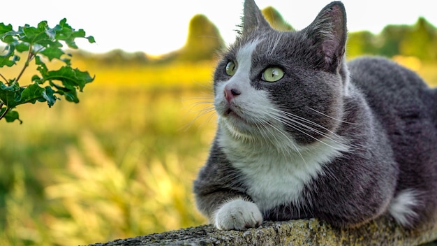 Ritratto ravvicinato di Cute cat guarda in alto