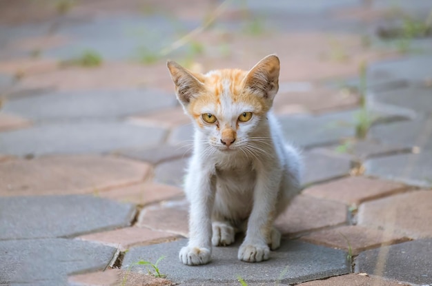 Ritratto ravvicinato di gatti gattini senzatetto Gatti gattini senzatetto randagi vagano rimanendo sul tetto della casa Gatti abbandonati con colore giallo oro su strada