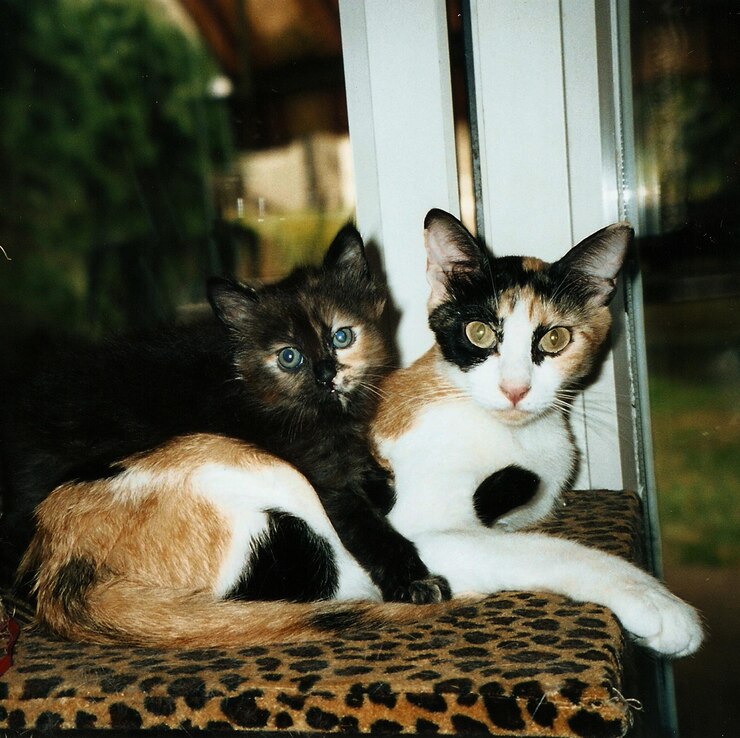 Foto ritratto ravvicinato di gatti seduti sul divano
