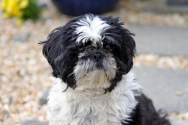 Ritratto ravvicinato di shih tzu