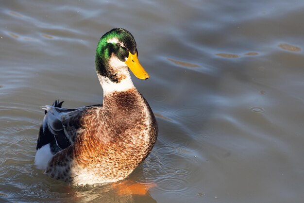 Ritratto ravvicinato di un'anatra verde su un fiume in una calda giornata estiva